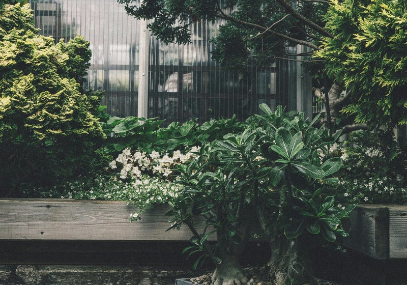 Plantation