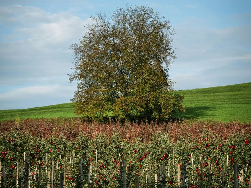 Taille des arbres fruitiers