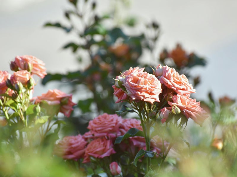 Taille des rosiers